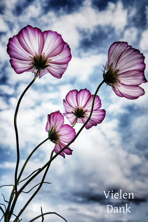 Trauer Danksagung Karte Mit Foto Und Blumen